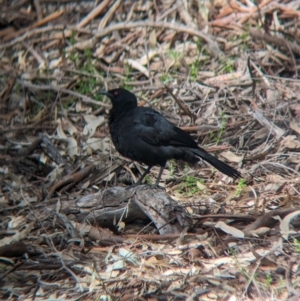 Corcorax melanorhamphos at Splitters Creek, NSW - 8 Oct 2023