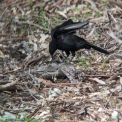 Corcorax melanorhamphos at Splitters Creek, NSW - 8 Oct 2023 10:33 AM