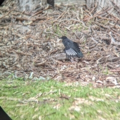 Corcorax melanorhamphos at Splitters Creek, NSW - 8 Oct 2023