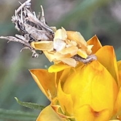 Heliocosma (genus - immature) (A tortrix or leafroller moth) at Campbell, ACT - 8 Oct 2023 by YellowButton