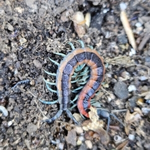 Scolopendra laeta at Denman Prospect, ACT - 8 Oct 2023