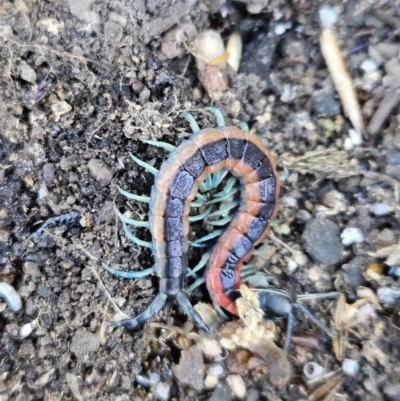 Scolopendra laeta (Giant Centipede) at Denman Prospect, ACT - 8 Oct 2023 by AaronClausen