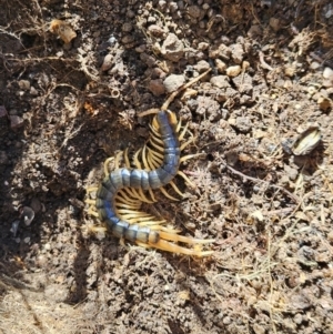 Ethmostigmus rubripes at Denman Prospect, ACT - 8 Oct 2023