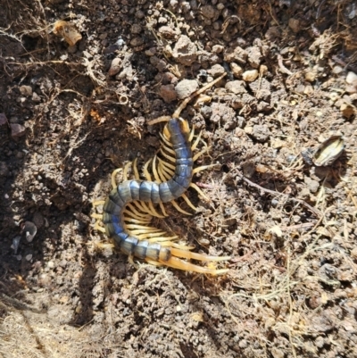 Ethmostigmus rubripes (Giant centipede) at Piney Ridge - 7 Oct 2023 by AaronClausen