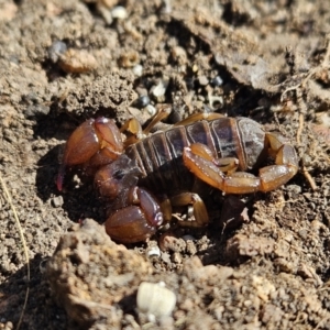 Urodacus manicatus at Denman Prospect, ACT - 8 Oct 2023 10:00 AM