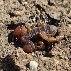 Urodacus manicatus (Black Rock Scorpion) at Denman Prospect, ACT - 7 Oct 2023 by AaronClausen