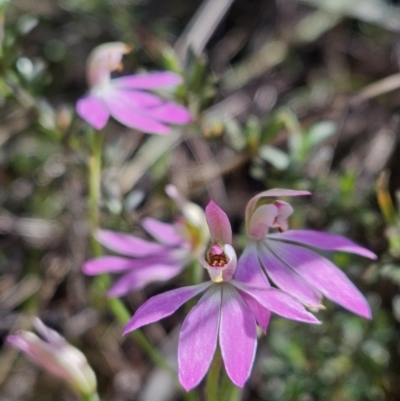Caladenia carnea (Pink Fingers) at Stromlo, ACT - 7 Oct 2023 by AaronClausen