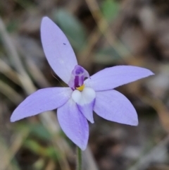 Glossodia major (Wax Lip Orchid) at Block 402 - 8 Oct 2023 by AaronClausen