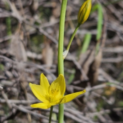 Bulbine bulbosa (Golden Lily) at Block 402 - 7 Oct 2023 by AaronClausen