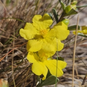 Hibbertia obtusifolia at Denman Prospect, ACT - 8 Oct 2023