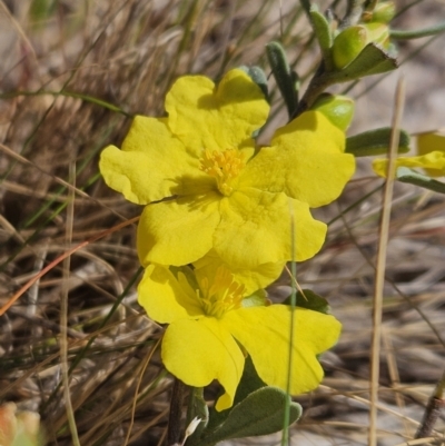 Hibbertia obtusifolia (Grey Guinea-flower) at Piney Ridge - 7 Oct 2023 by AaronClausen