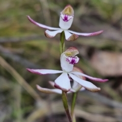 Caladenia moschata (Musky Caps) at Stromlo, ACT - 7 Oct 2023 by AaronClausen