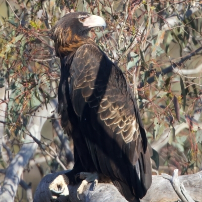 Aquila audax (Wedge-tailed Eagle) at Mount Ainslie - 28 Sep 2023 by jb2602