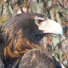 Aquila audax at Majura, ACT - suppressed