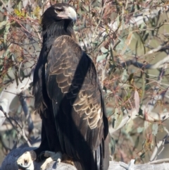 Aquila audax at Majura, ACT - suppressed