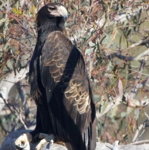 Aquila audax at Majura, ACT - suppressed