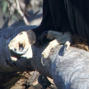 Aquila audax at Majura, ACT - suppressed