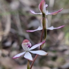 Caladenia moschata (Musky Caps) at Piney Ridge - 7 Oct 2023 by AaronClausen