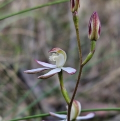Caladenia moschata at Stromlo, ACT - 8 Oct 2023