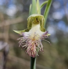 Calochilus platychilus (Purple Beard Orchid) at Block 402 - 8 Oct 2023 by AaronClausen
