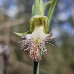 Calochilus platychilus (Purple Beard Orchid) at Piney Ridge - 8 Oct 2023 by AaronClausen