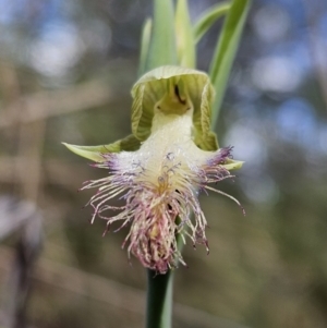 Calochilus platychilus at Stromlo, ACT - 8 Oct 2023