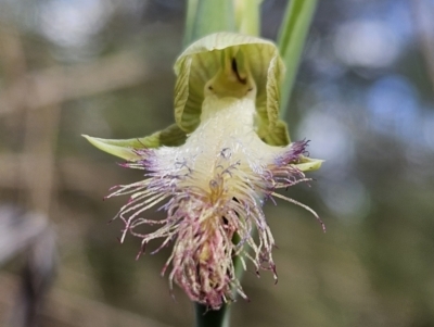 Calochilus platychilus (Purple Beard Orchid) at Stromlo, ACT - 8 Oct 2023 by AaronClausen