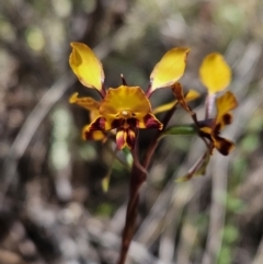 Diuris pardina (Leopard Doubletail) at Block 402 - 8 Oct 2023 by AaronClausen