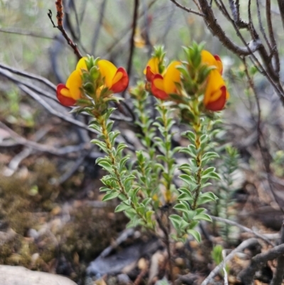 Pultenaea procumbens (Bush Pea) at Block 402 - 8 Oct 2023 by AaronClausen