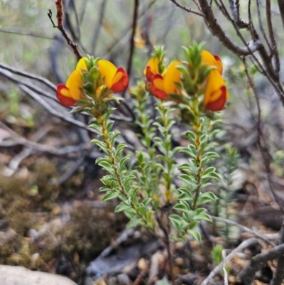 Pultenaea procumbens (Bush Pea) at Piney Ridge - 8 Oct 2023 by AaronClausen