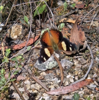 Vanessa itea (Yellow Admiral) at Block 402 - 8 Oct 2023 by AaronClausen