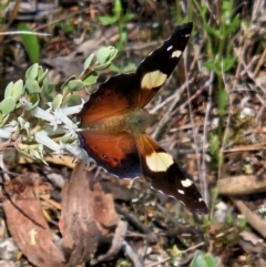 Vanessa itea at Stromlo, ACT - 8 Oct 2023 11:55 AM