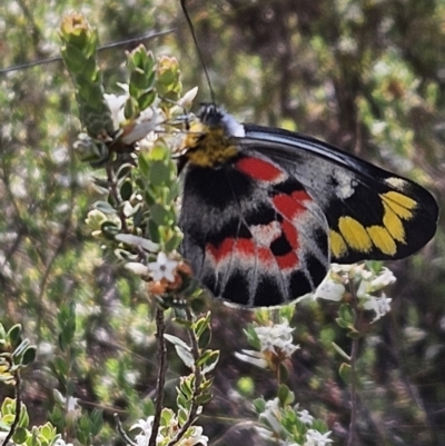 Delias harpalyce (Imperial Jezebel) at Stromlo, ACT - 8 Oct 2023 by AaronClausen