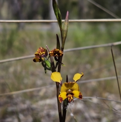 Diuris semilunulata (Late Leopard Orchid) at Piney Ridge - 8 Oct 2023 by AaronClausen