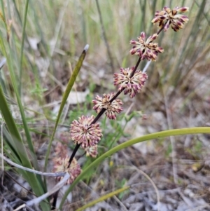 Lomandra multiflora at Stromlo, ACT - 8 Oct 2023 12:08 PM