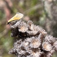 Philobota undescribed species near arabella (A concealer moth) at Mount Ainslie - 8 Oct 2023 by YellowButton