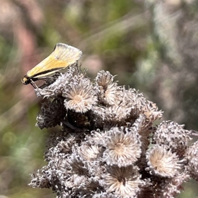 Philobota undescribed species near arabella (A concealer moth) at Mount Ainslie - 8 Oct 2023 by YellowButton