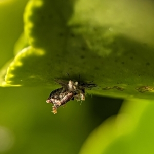 Chrysopidae (family) at Holder, ACT - 7 Oct 2023