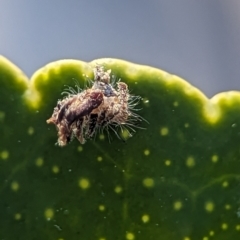 Chrysopidae (family) at Holder, ACT - 7 Oct 2023