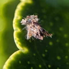 Chrysopidae (family) at Holder, ACT - 7 Oct 2023