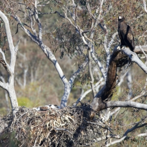 Aquila audax at Majura, ACT - 28 Sep 2023