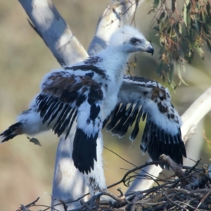 Aquila audax at Majura, ACT - 28 Sep 2023