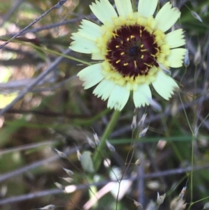 Tolpis barbata at Burra Creek, NSW - 8 Oct 2023