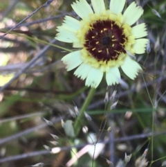 Tolpis barbata (Yellow Hawkweed) at Burra Creek, NSW - 7 Oct 2023 by SuePolsen