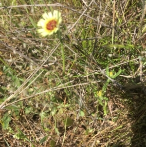 Tolpis barbata at Burra Creek, NSW - 8 Oct 2023