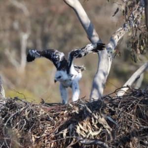 Aquila audax at Ainslie, ACT - 28 Sep 2023