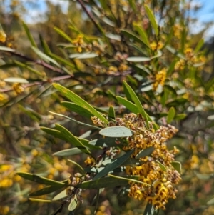 Daviesia mimosoides subsp. mimosoides at Tuggeranong, ACT - 8 Oct 2023 01:39 PM