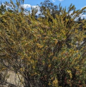 Daviesia mimosoides subsp. mimosoides at Tuggeranong, ACT - 8 Oct 2023