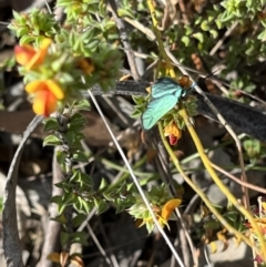 Pollanisus (genus) (A Forester Moth) at Googong, NSW - 8 Oct 2023 by Youspy