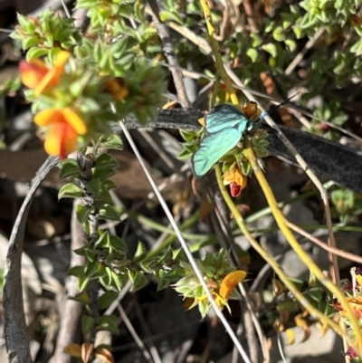 Pollanisus (genus) (A Forester Moth) at Googong, NSW - 8 Oct 2023 by Youspy
